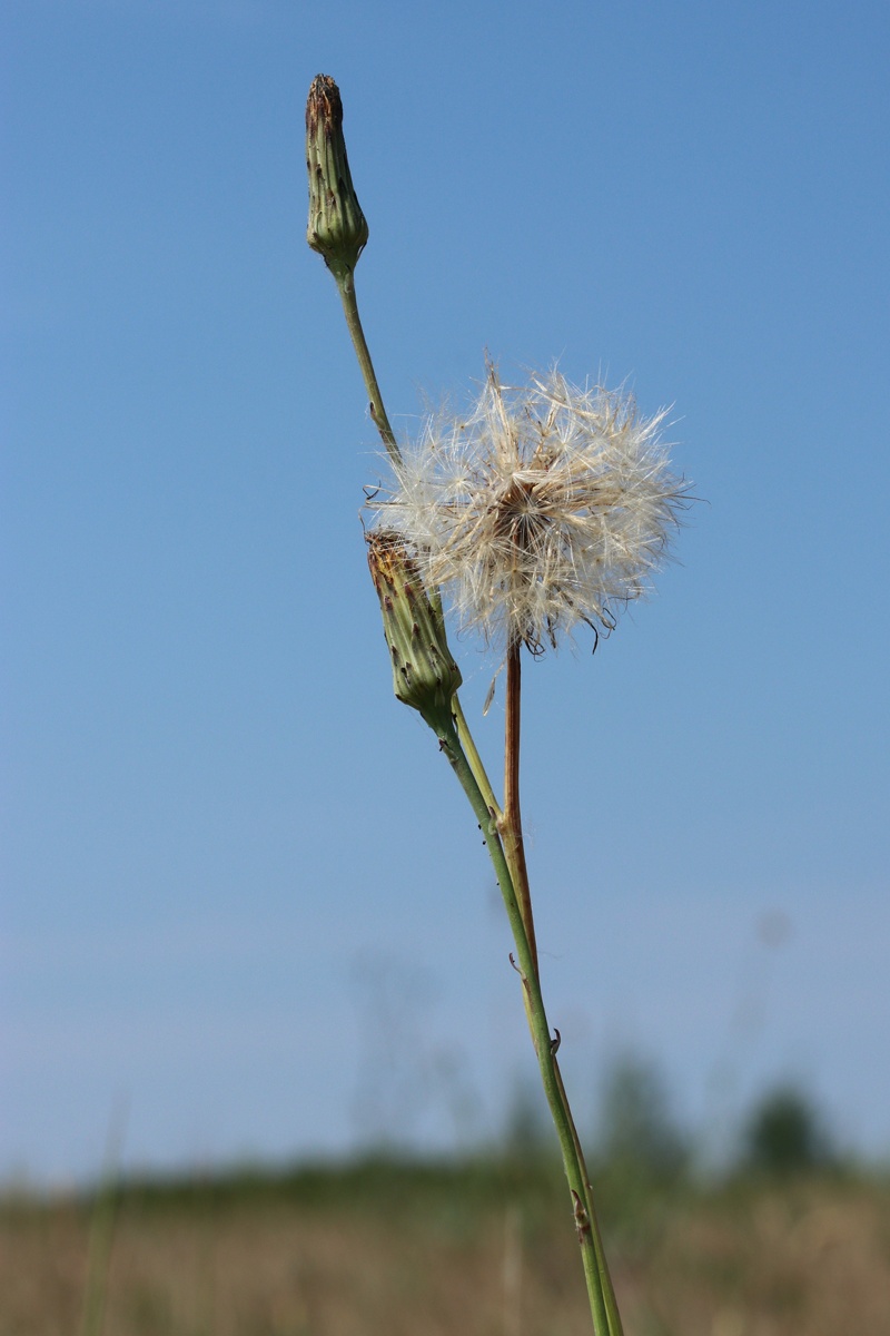 Изображение особи Hypochaeris radicata.