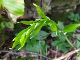 Ruscus colchicus. Развивающаяся ветвь. Краснодарский край, городской округ Сочи, Хостинский р-н, Тисо-самшитовая роща, тенистый склон горы. 18.04.2023.