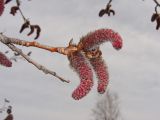 Populus davidiana