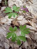 Corydalis intermedia. Цветущее растение. Курская обл., Железногорский р-н, ур. Отъезжее. 13 апреля 2008 г.