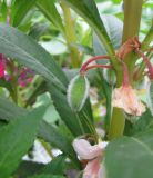 Impatiens balsamina. Незрелый плод. Санкт-Петербург, клумба. 12 августа 2011 г.