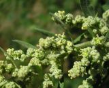 Chenopodium album