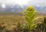 Petasites amplus. Цветущее растение на опушке пойменного леса. Южный Сахалин, Долинский р-н, р. Пуховая. 19.05.2011.