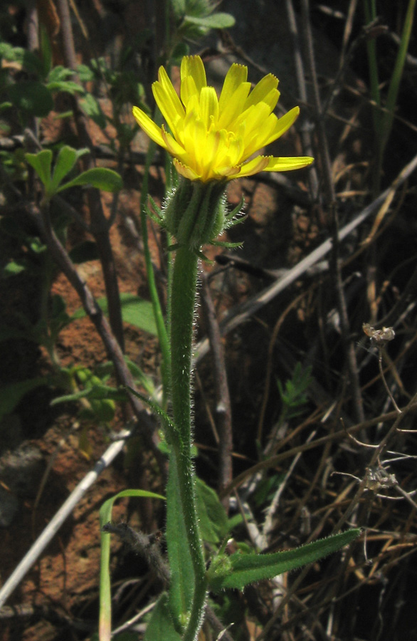 Изображение особи Picris pauciflora.