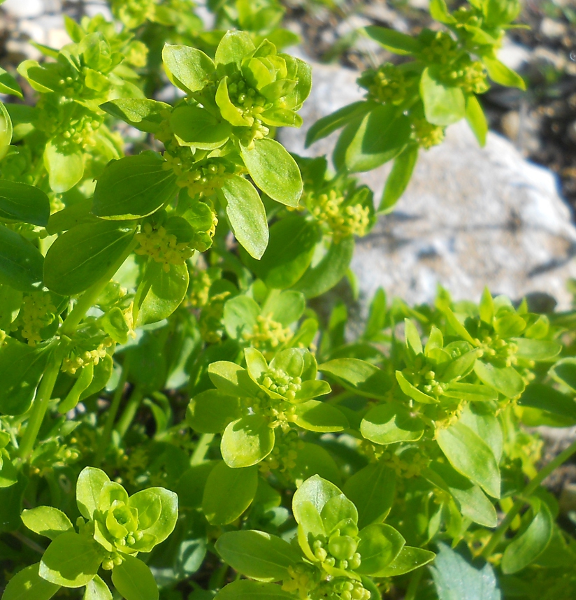 Image of Cruciata laevipes specimen.