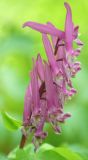 Corydalis macrantha