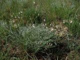 Astragalus pseudotataricus. Цветущее растение. Ростовская обл., Персиановские степи, Аютинские склоны. 05.05.2013.