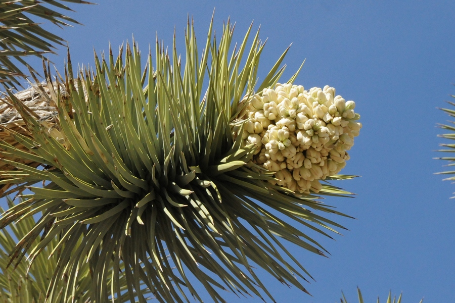 Image of Yucca brevifolia specimen.