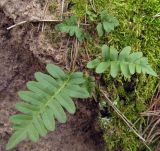 Polypodium vulgare