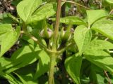 Clematis fusca