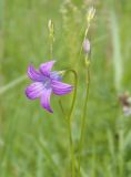 Campanula patula