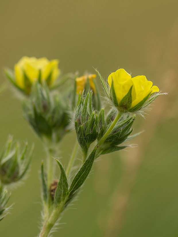 Изображение особи Potentilla recta.