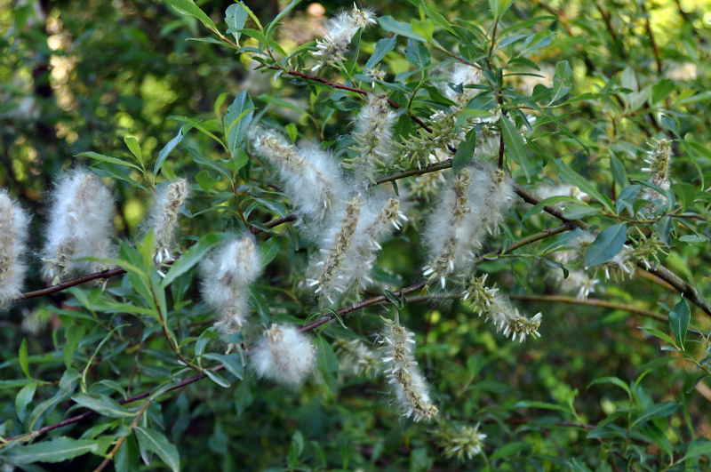 Изображение особи Salix phylicifolia.