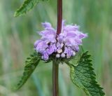 Phlomoides tuberosa