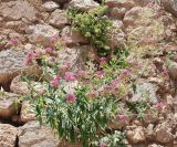 Centranthus ruber. Цветущее растение в трещине на стене. Греция, Дельфы. 09.06.2009.