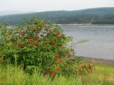 Sambucus sibirica. Плодоносящее растение. Иркутская обл., г. Бодайбо, правый берег р. Витим. 03.08.2014.