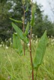 Rumex sylvestris. Часть побега цветущего растения. Ленинградская обл., Волосовский р-н, сырой осоковый луг. 19.07.2014.