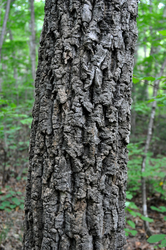 Изображение особи Phellodendron amurense.