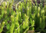 Lycopodium dubium