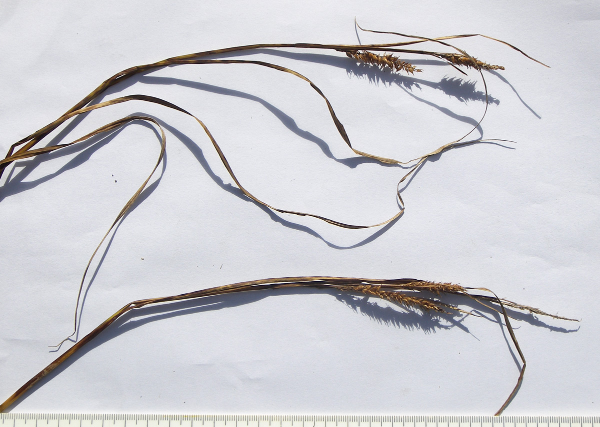 Изображение особи Carex pamirica ssp. dichroa.