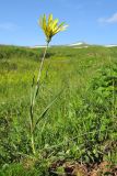 Tragopogon reticulatus