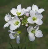 Cardamine dentata