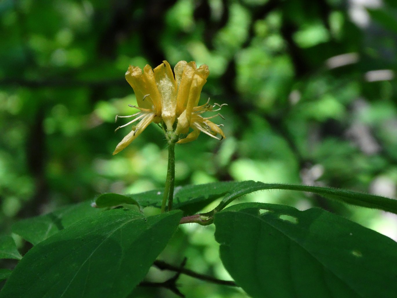 Изображение особи Lonicera chrysantha.