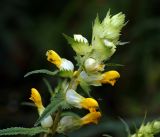 Rhinanthus minor