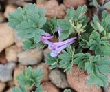 Corydalis alpestris