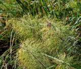 Equisetum sylvaticum