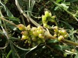 Cuscuta japonica