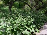 Arctium tomentosum