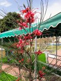 Grevillea longistyla