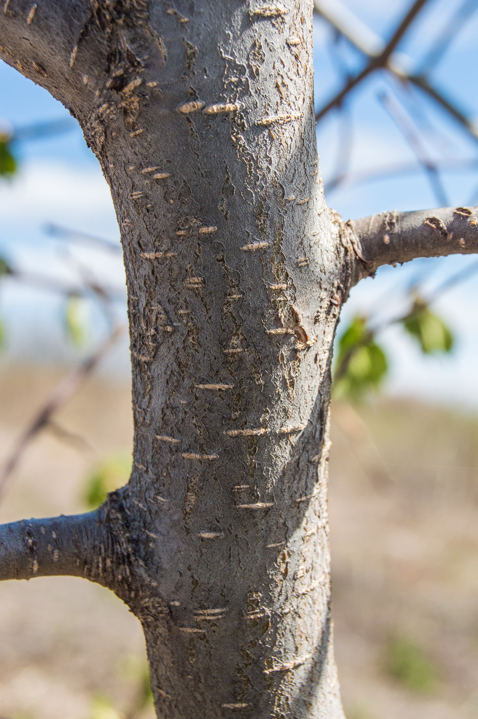 Изображение особи Ulmus glabra.