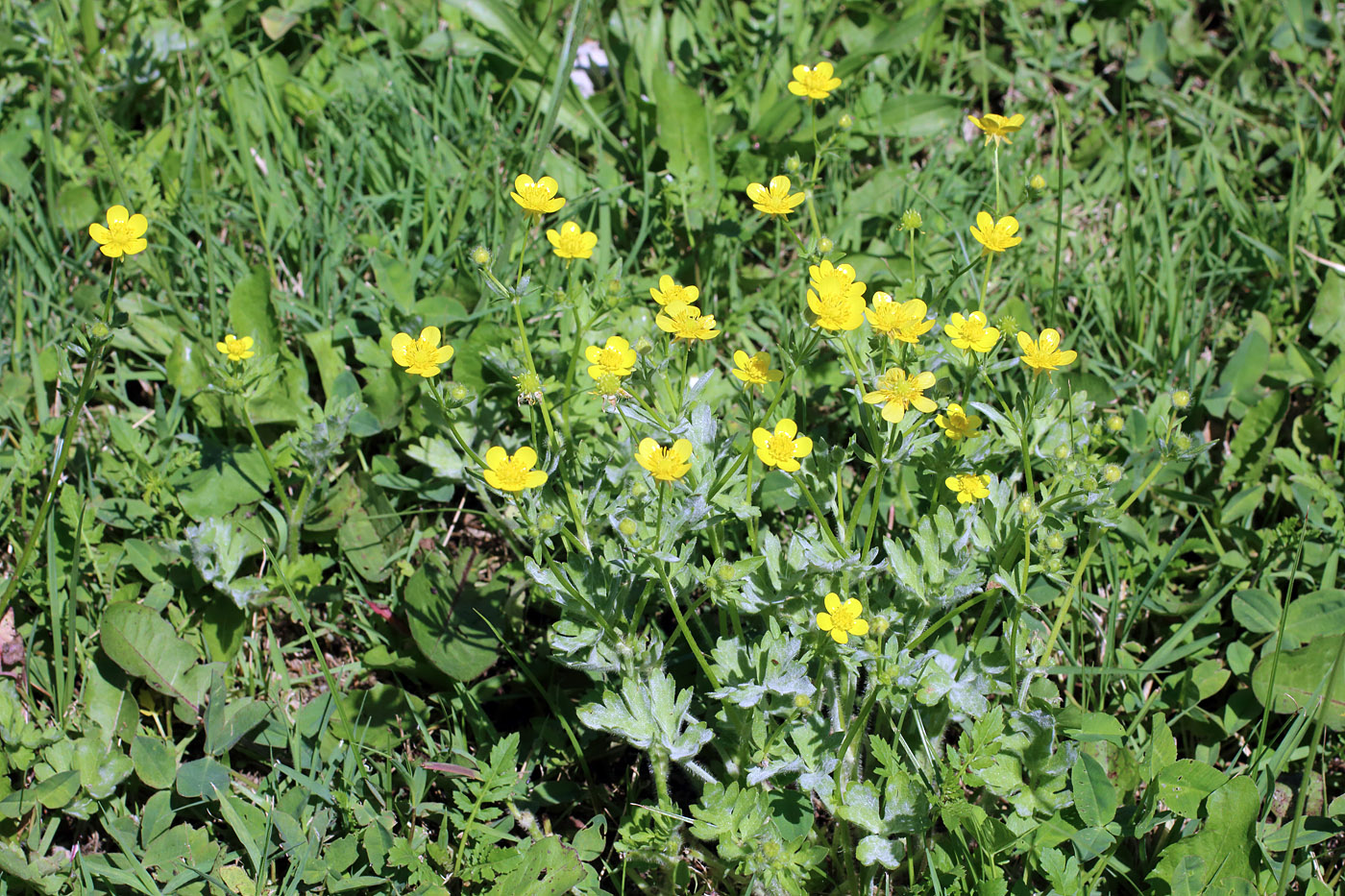 Изображение особи Ranunculus sardous.