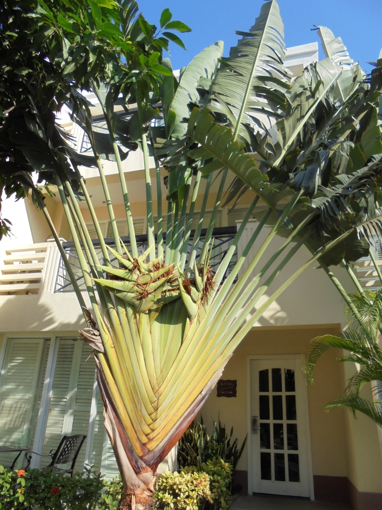 Изображение особи Ravenala madagascariensis.