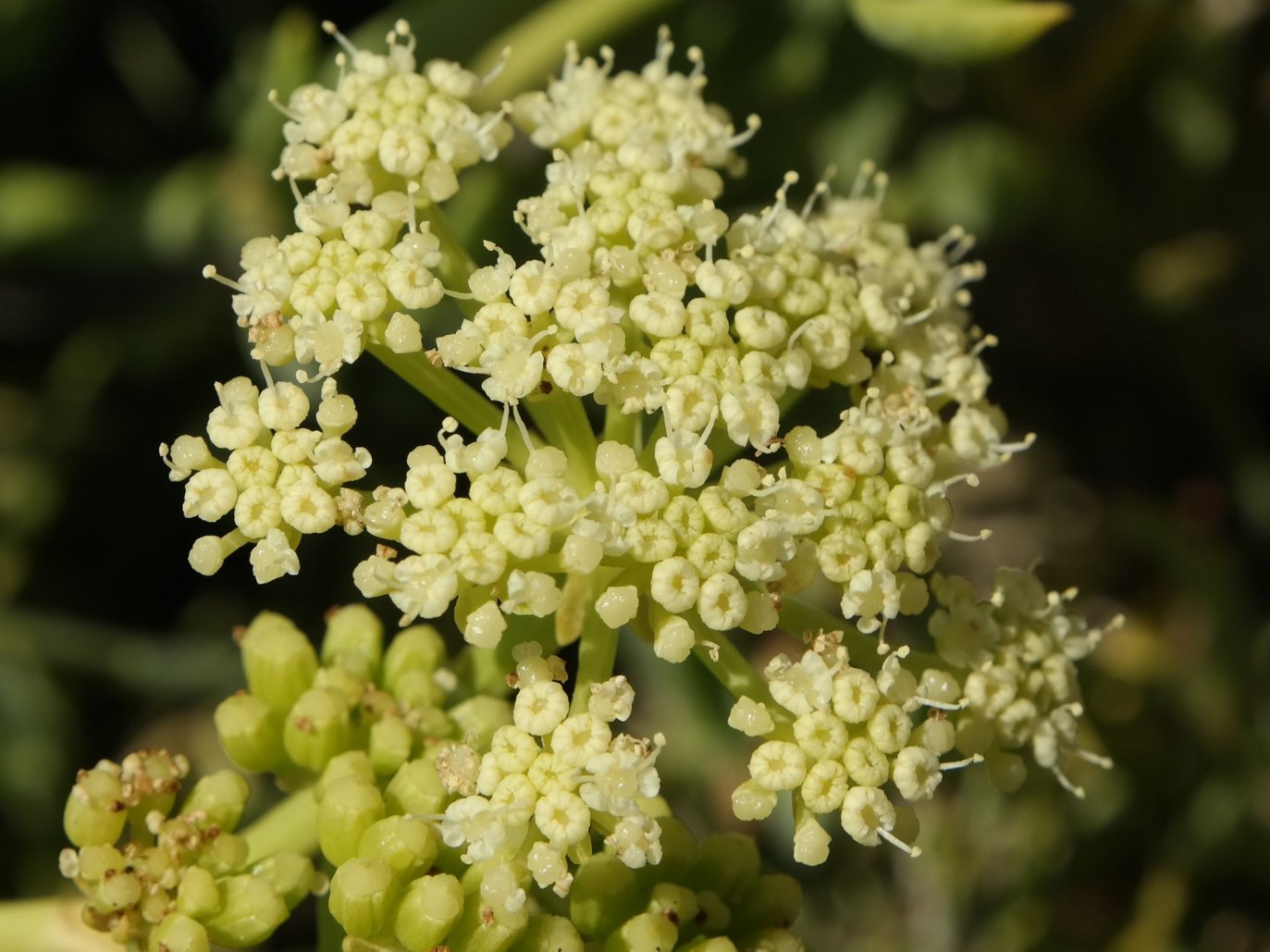 Изображение особи Crithmum maritimum.