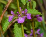 Stachys neurocalycina