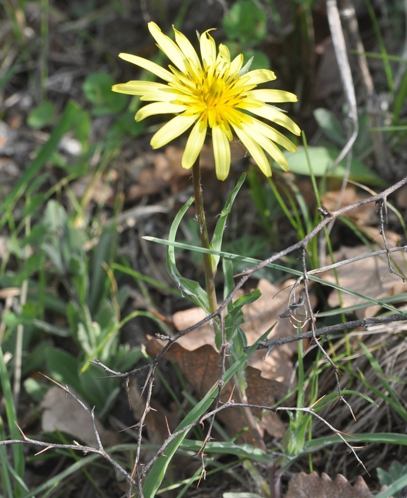 Изображение особи род Tragopogon.