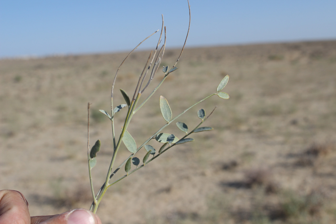 Изображение особи Pseudosophora alopecuroides.