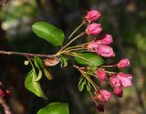 Malus × purpurea. Верхушка веточки с раскрывающимися соцветиями. Восточный Казахстан, г. Усть-Каменогорск, парк Жастар, в культуре. 05.05.2017.