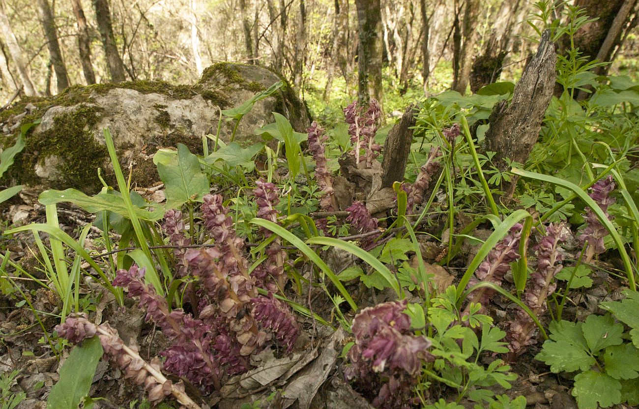 Изображение особи Lathraea squamaria.