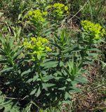 Euphorbia semivillosa