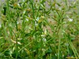 Cerastium holosteoides