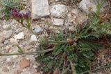 Limonium sinuatum