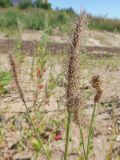 Plantago lanceolata