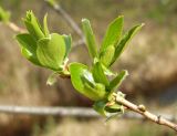 Salix pseudopentandra