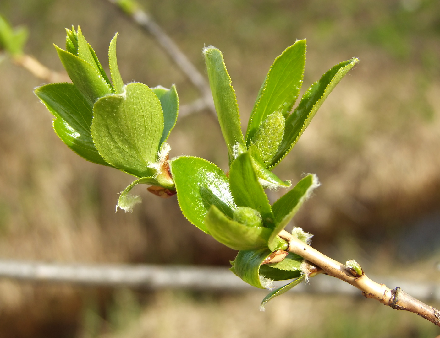 Изображение особи Salix pseudopentandra.