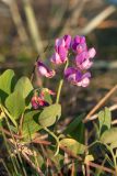 Lathyrus japonicus ssp. pubescens