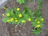 Anemone ranunculoides. Цветущее растение. Волгоград, Ботсад ВГСПУ, дикорос. 23.04.2019.